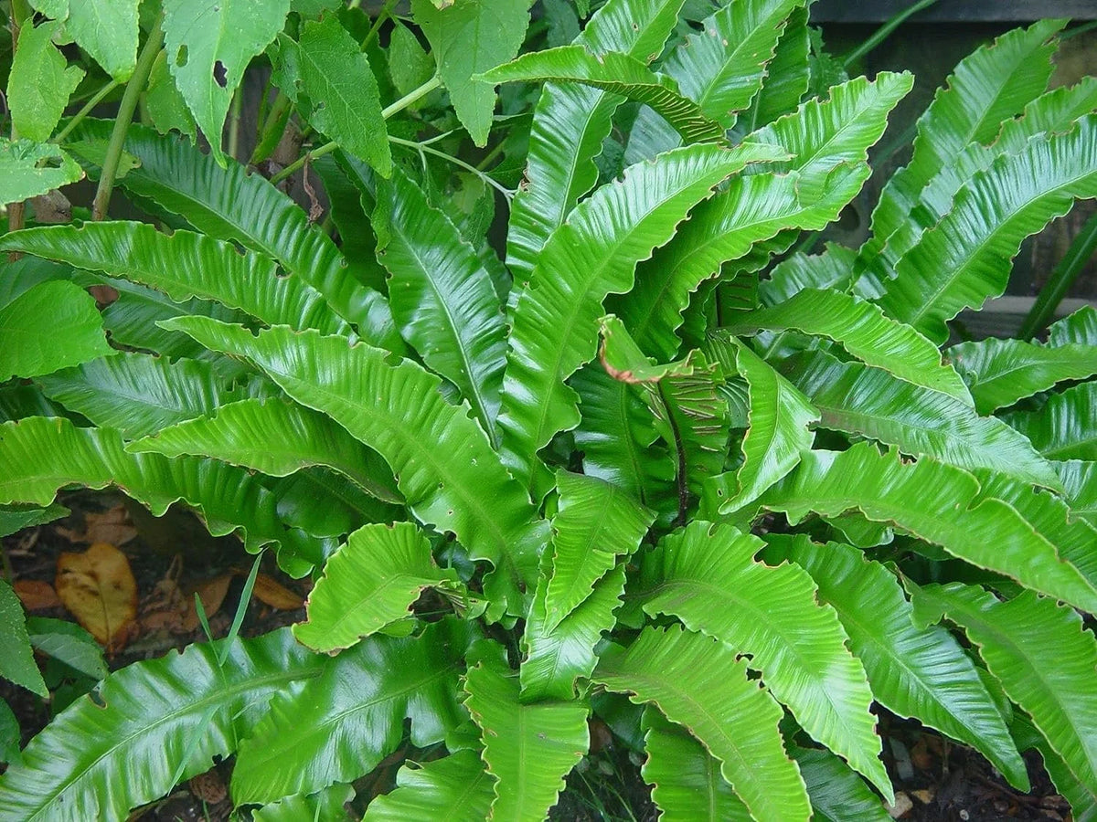 10 Live Plants in 2 Inch Pots Asplenium Phyllitis Scolopendrium Ferns B21426