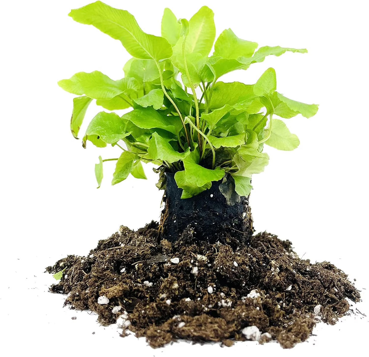 10 Live Plants in 2 Inch Pots Asplenium Phyllitis Scolopendrium Ferns B21426