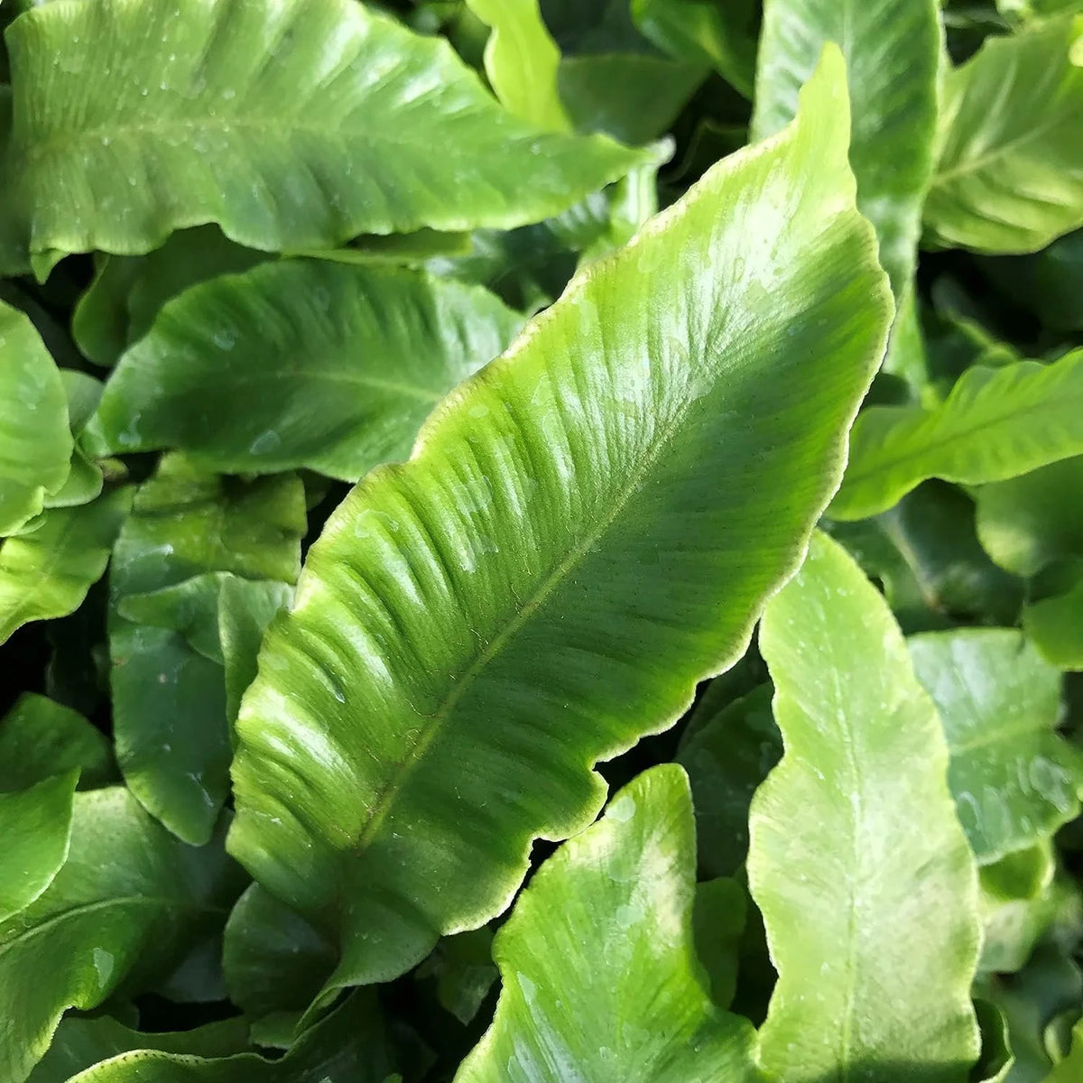 10 Live Plants in 2 Inch Pots Asplenium Phyllitis Scolopendrium Ferns B21426