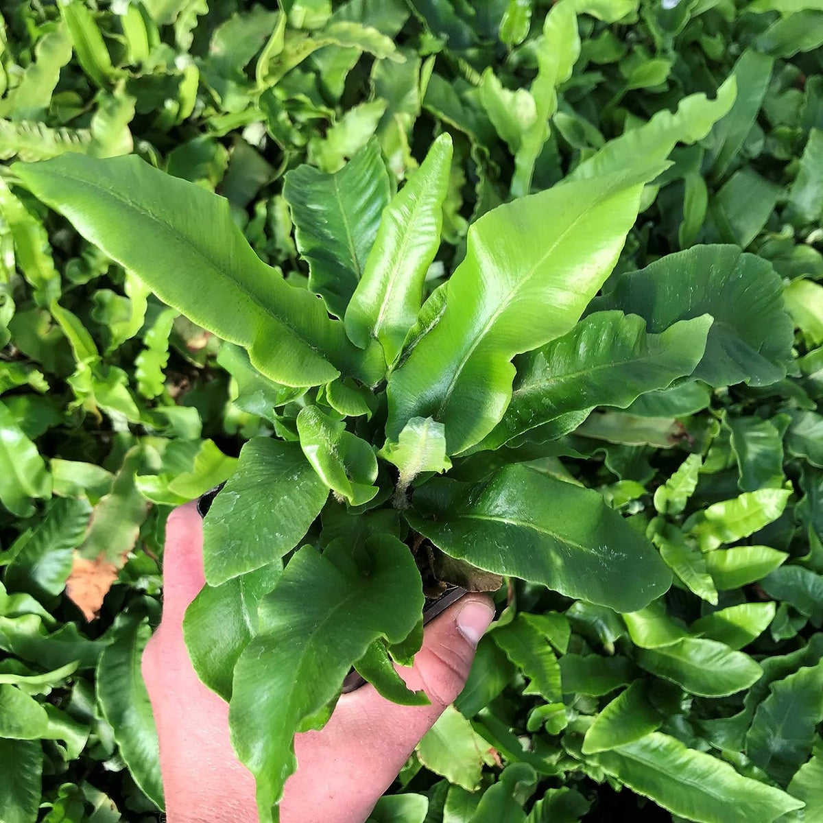 10 Live Plants in 2 Inch Pots Asplenium Phyllitis Scolopendrium Ferns B21426
