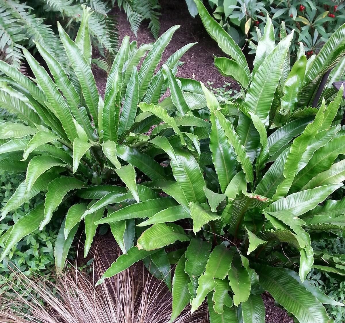 10 Live Plants in 2 Inch Pots Asplenium Phyllitis Scolopendrium Ferns B21426