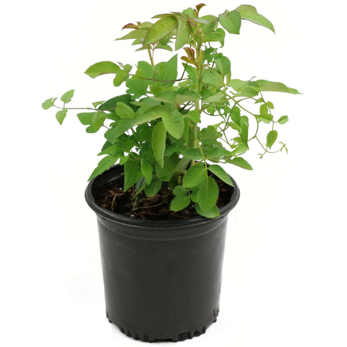 1 qt. Striped Pink Flowers Perennial Plant D693